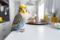 Uncaged blue pet budgerigar on kitchen table Royalty Free Stock Photo