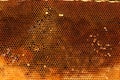 Uncapped filled honeycomb as background, top view Royalty Free Stock Photo