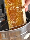 Uncapped honeycomb in honey extractor Royalty Free Stock Photo