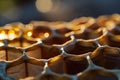 uncapping honeycomb frame, light of new day Royalty Free Stock Photo