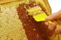 Uncapping of honeycombs - a visit to the beekeeper Royalty Free Stock Photo