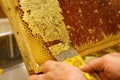 Uncapping of honeycombs - a visit to the beekeeper Royalty Free Stock Photo