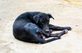 Uncared And Malnourished Black Street Dog Royalty Free Stock Photo