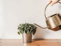 Uncertain woman holding golden watering can watering a houseplant