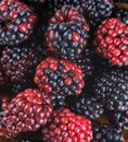 Ãâunch of wild berries and mint Royalty Free Stock Photo