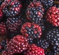 Ãâunch of wild berries Royalty Free Stock Photo