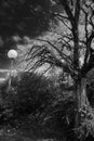 uncharted tree, tormented sky and lamppost, black and white
