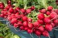 Unches of bright red radishes on a blue tablecloth with greens Royalty Free Stock Photo