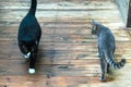 Uncle Cat and brother cat meet and pass each other Royalty Free Stock Photo