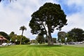 Uncle John or Norton, a Monterey Cypress, 3. Royalty Free Stock Photo