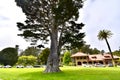 Uncle John or Norton, a Monterey Cypress, 1. Royalty Free Stock Photo