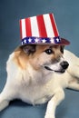 Uncle Sam Dog.