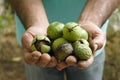 Uncleaned green walnuts in the hands of a farmer Royalty Free Stock Photo