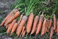 Not cleaned of leaves and soil crop of carrots