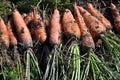 Not cleaned of leaves and soil crop of carrots
