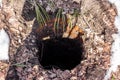 Unclosed old brick well, dangerous hole in the ground