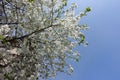 Unclouded blue skies and blossoming cherry in spring