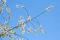 Unclouded blue skies and blossoming cherry tree