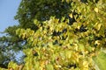 Unclouded blue sky and autumnal foliage of cercis canadensis