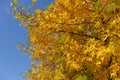 Unclouded blue sky and foliage of Fraxinus pennsylvanica in October