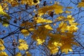 Unclouded blue sky and autumnal foliage of Norway maple in October