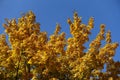 Unclouded blue sky and autumnal foliage of Norway maple Royalty Free Stock Photo