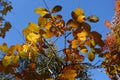 Unclouded blue sky and autumnal foliage of smoke tree in October