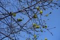Unclouded blue sky and blossoming branches of Norway maple