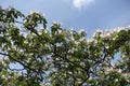 Unclouded blue sky and blossoming quince in May