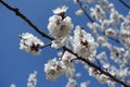 Unclouded blue sky and branch of blossoming apricot in April