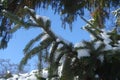 Unclouded blue sky and branch of Picea abies covered with snow