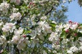 Unclouded blue sky and branches of blossoming apple tree in April