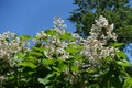 Unclouded blue sky and branches of blossoming catalpa in June