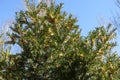 Unclouded blue sky and branches of European yew with male cones in March