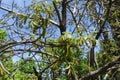 Unclouded blue sky and branches of Juglans regia with catkins Royalty Free Stock Photo