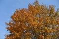 Unclouded blue sky and branches of maple with autumnal foliage