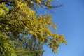 Unclouded blue sky and branches of mulberry with autumnal foliage