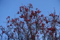 Unclouded blue sky and branches of Sorbus aria with red berries