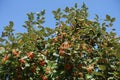 Unclouded blue sky and branches of Sorbus aria with unripe fruits