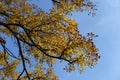 Unclouded blue sky and branhches of mulberry in October