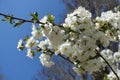 Unclouded blue sky and flowers of cherry in April