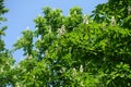 Unclouded blue sky and flowers of horse chestnut tree in May Royalty Free Stock Photo