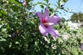 Unclouded blue sky and pink crimsoneyed flower of Hibiscus syriacus Royalty Free Stock Photo