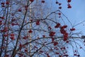 Unclouded blue sky and red berries on leafless branches of rowan