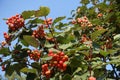 Unclouded blue sky and red berries of Sorbus aria