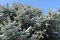 Unclouded sky and branches of blue spruce covered with snow