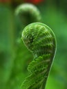 Uncoil fern