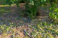 Uncollected plums lying under a tree, damaged crop of purple plums in western Germany.