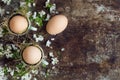 Uncolored natural easter eggs in green espresso cups, happy easter concept with white spring flowers Royalty Free Stock Photo