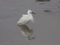 Uncombed white egret